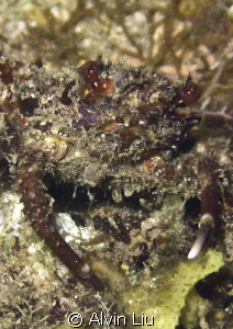 This Spider Crab taken by Canon Ixus 130 ( WP-DC37 plus i... by Alvin Liu 